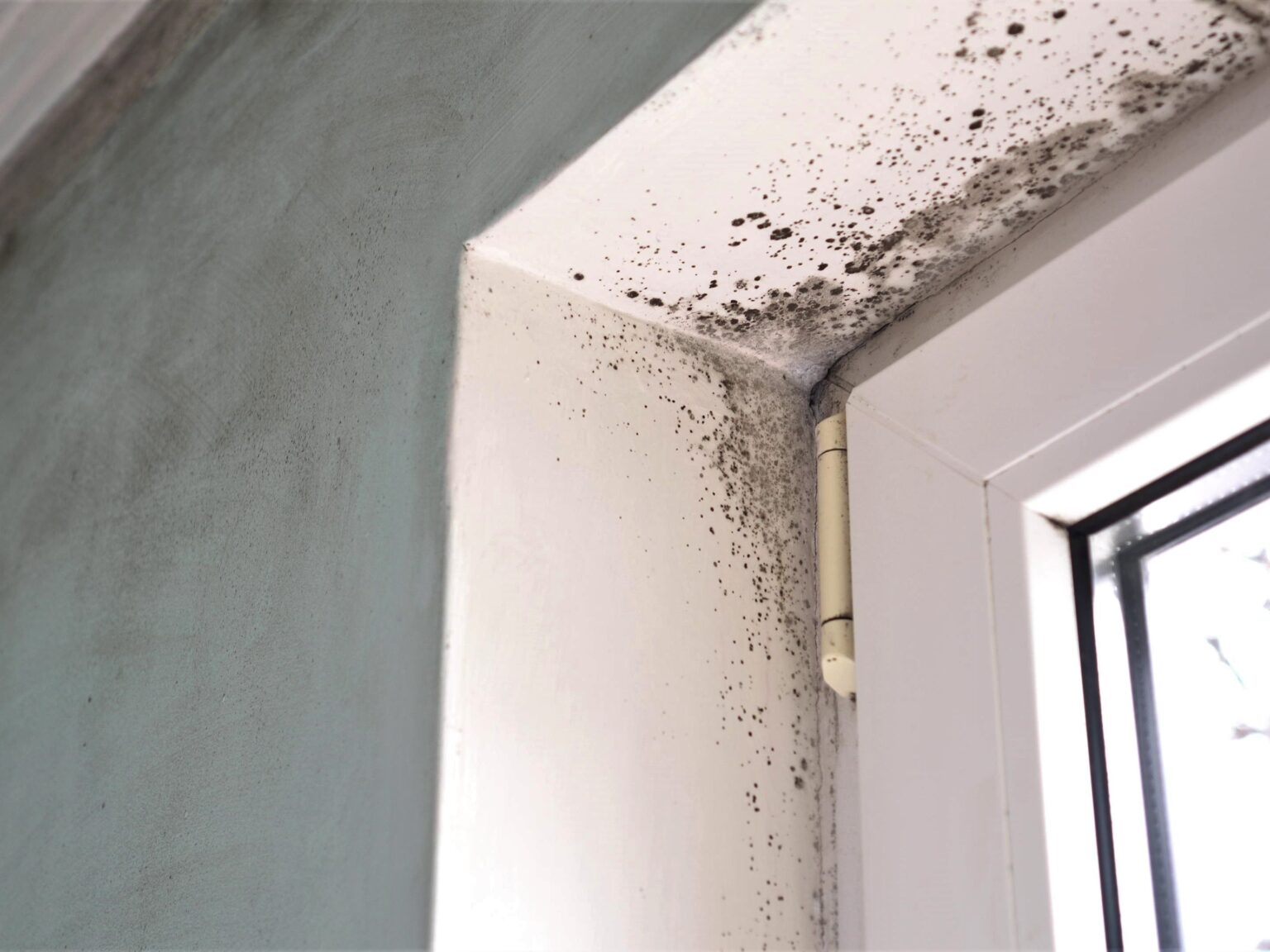 Does UV Light Kill Mold You Can Learn All About Here Massey Energy Co